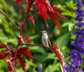 2020 09 13 LongFellowGardens 019